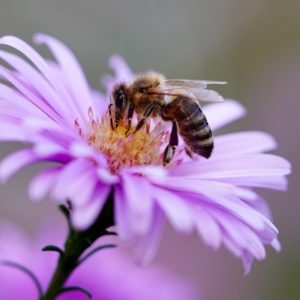 épilation bio et 100% naturelle. Cire d'abeille pour les zones sensibles. Résine de pin pour les bras et les jambes